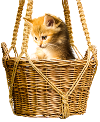 buy cat kitten or cat food online